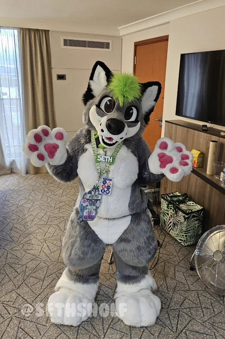 Photo of a grey and white wolf dog fursuit, with black ears and a green hair tuft, wearing a big plush green collar and sushi lanyard with name badges on, all of which say "Seth". They are looking towards the camera with their paws out, standing in the middle of a hotel room.

The text in the bottom left says "@SethSholf".