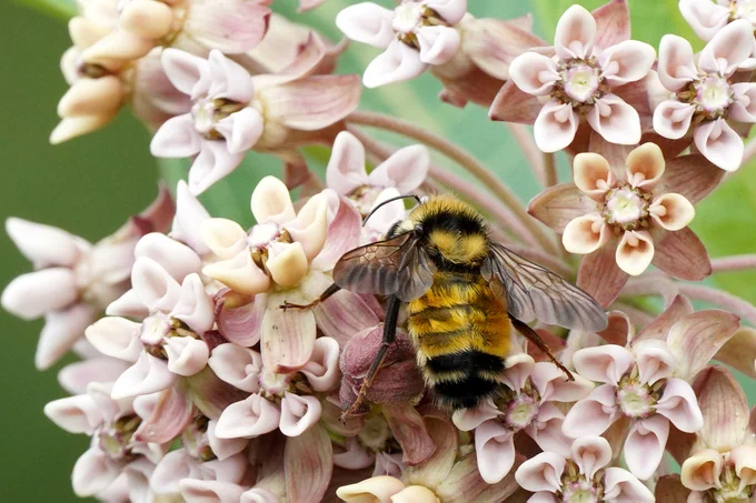 A northern amber bumble bee visiting a common milkweed flower