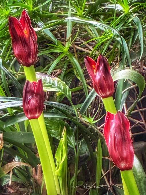 Beautiful red tulip - like flowers called snake lilies