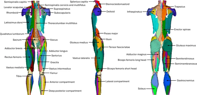 MuscleMap Toolbox: Open-Source Whole-Body Automated Muscle Segmentation from MRI and CT