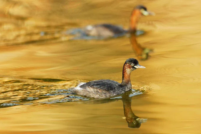 Little Grebe (Tachybaptus ruficollis), photo by NParks