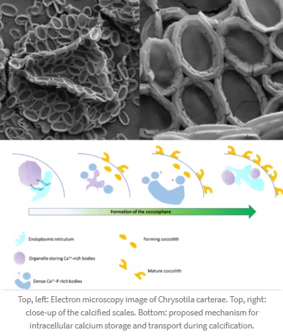 Top, left: Electron microscopy image of Chrysotila carterae. Top, right: close-up of the calcified scales. Bottom: proposed mechanism for intracellular calcium storage and transport during calcification.