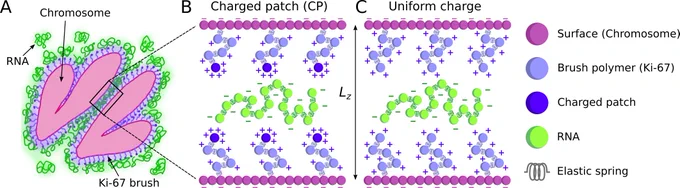 On the left is a schematic of two chromosomes during late mitosis interacting via a Ki-67 brush, shown in purple, and RNA, shown in green. A close-up view of this interaction as represented by the simulation model is shown in two illustrations on the right. The chromosomes are modeled as flat charged surfaces kept fixed at a distance Lz from each other. Ki-67 is modeled as 24-bead, positively charged polymers bound to the chromosome surfaces. Ki-67 molecules are modeled with either a highly charged patch, illustrated in the center panel, and with uniform charge, illustrated on the far right, with both types having the same total charge. RNA is modeled as free, 100-bead, highly negatively charged polymers. The legend on the far right shows surface (chromosome) as magenta spheres, brush polymer (Ki-67) as violet spheres, charged patch as blue spheres, RNA as green spheres, and elastic spring as a squiggly black line. 
