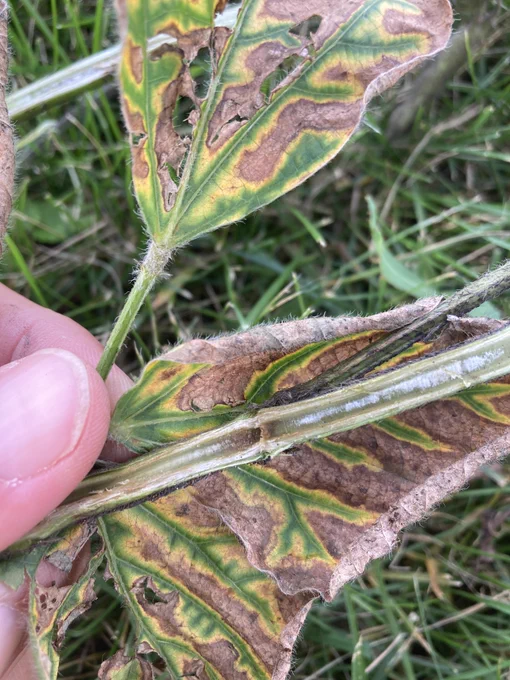 Soybean leaves with disease and a soybean stem split to reveal brown pith tissue.