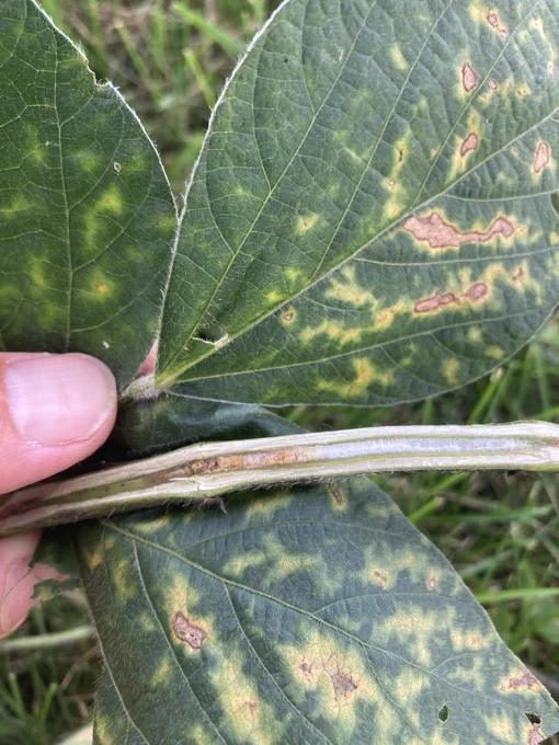 Soybean leaves with disease and a soybean stem split to reveal brown pith tissue.