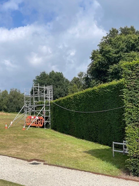 A large yew hedge looking a little shaggy with a scaffold set up to access the top of the hedge and set up a level line.