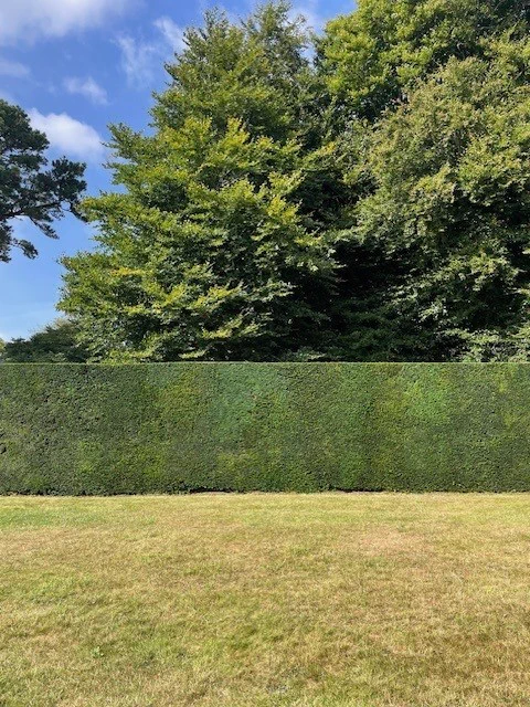 A trimmed section of yew hedge with a very straight top with trees behind and grass in front.