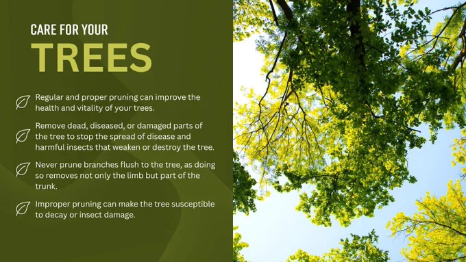 Care For Your Trees. Regular and proper pruning can improve the health and vitality of your trees. Remove dead, diseased, or damaged parts of the tree to stop the spread of disease and harmful insects that weaken or destroy the tree. Never prune branches flush to the tree, as doing so removes not only the limb but part of the trunk. Improper pruning can make the tree susceptible to decay or insect damage.