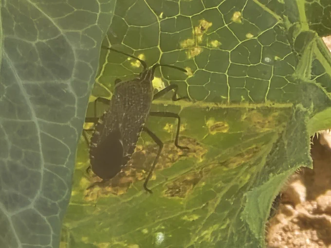 Adult squash bug on squash (Photo: M.O. Jibrin, OSU, 2025). 