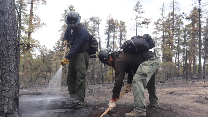 Two firefighters work together to extinguish a hot spot in a burnt area of forest.