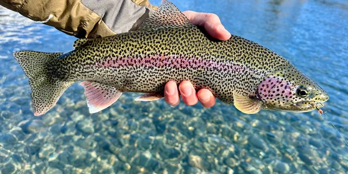 a spotted fish held over clear blue water with a pink stripe on its side