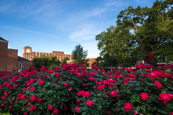 A colorful rose bush blooms brightly on Louisiana Tech's campus.
