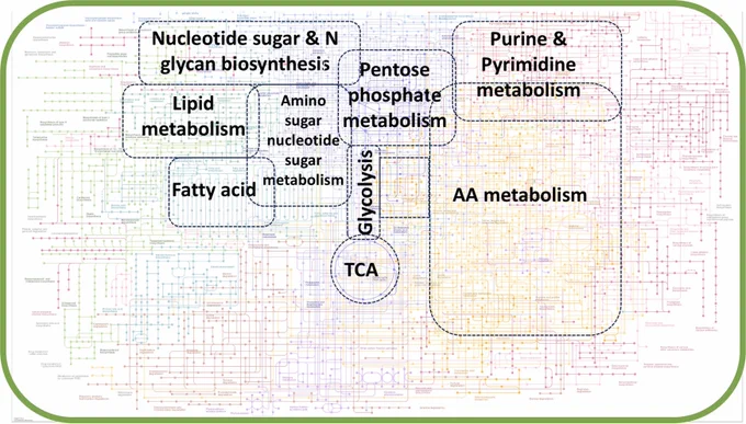 Wheels turning: CHO cell modeling moves into a digital biomanufacturing era. Computational and Structural Biotechnology Journal, DOI: https://doi.org/10.1016/j.csbj.2025.06.035
