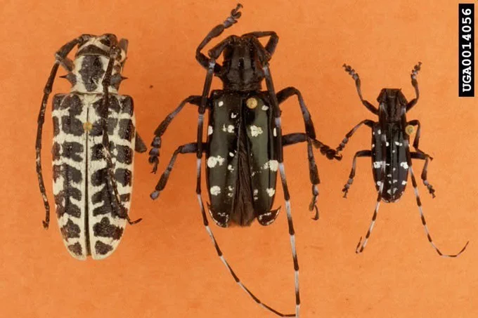 From left to right, comparison of cottonwood borer (native) and ALB female, and ALB male, Gerald J. Lenhard, Louisiana State University, Bugwood.org. If you see any suspicious insects or damage, contact the DNR Division of Entomology and Plant Pathology by email at DEPP@dnr.IN.gov, by calling 1-866-NO-EXOTIC, or by reporting the pest here https://on.in.gov/report-pests. Remember to include your name, location, contact information and the pest you are contacting us about.