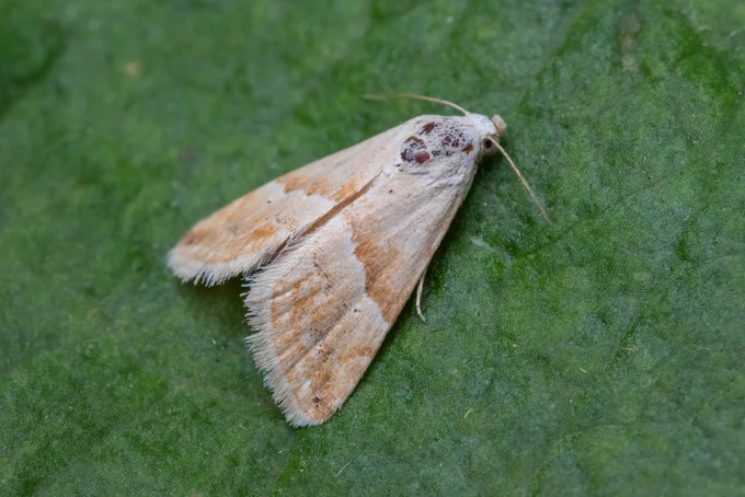 Small Marbled