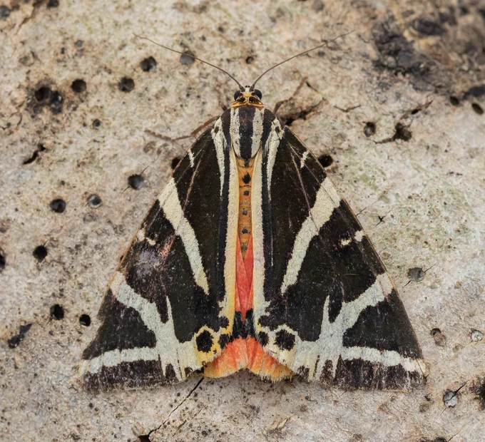 Jersey Tiger