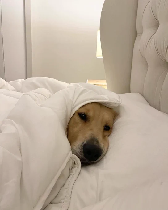a golden retriever is laying in a bed with the white comforter wrapped around his head like a hood, so only his face is visible. he looks exhausted. please leave him be for at least 3 business days.
