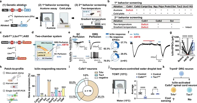 Fig. 1: Identification of cool-sensitive Calb1Trhr neurons in the SDH.