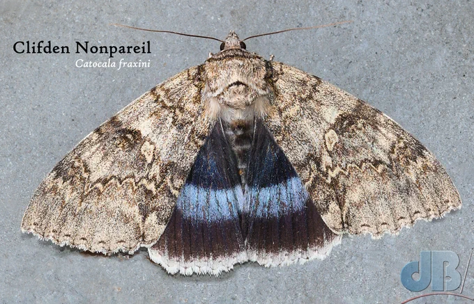 Meet "Big Clif", the enormous Clifden Nonpareil moth, Catocala fraxini with his chalky blue stripe on his dark hindwings