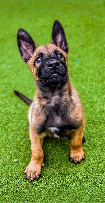 TPD Rocket, an 8 week old Malinois, sat on grass