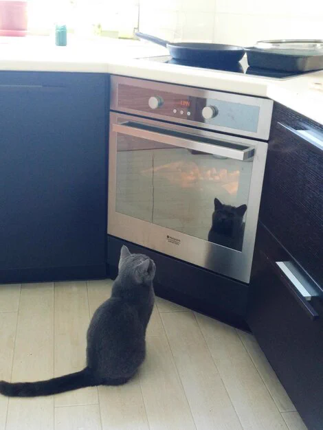 Black cat staring at an oven waiting for the food to be baked 