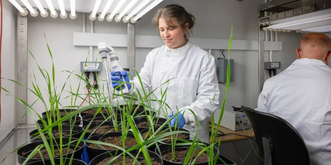 Scientist working on plants in a lab