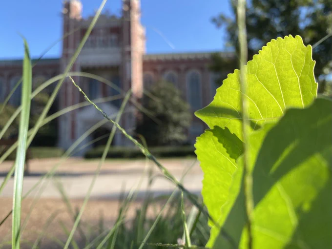 Photo of south entrance to Bizzell Memorial Library under blue skies. Several sunlit green leaves are visible in the foreground.
