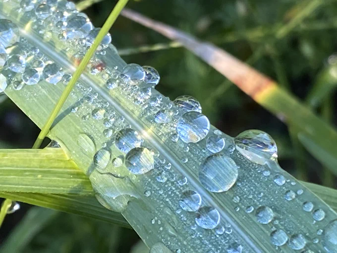 Photo of a long, wide reed with many water droplets (reflecting the blue sky) on top. The colorful image is a mix of blues and greens. A rainbow pattern is present on a nearby reed.
