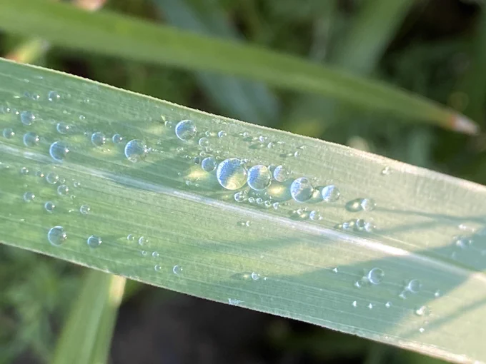 Photo of long, wide green reed with water droplets (reflecting the blue sky) on top. The reed's color is pastel green, and the water droplets are mostly blue, with some yellow light visible inside.
