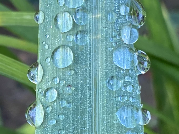 Photo is close-up of a long, wide reed with many water droplets. Striations in the reed are visible through the droplets. The colorful image is a mix of blues and greens.   