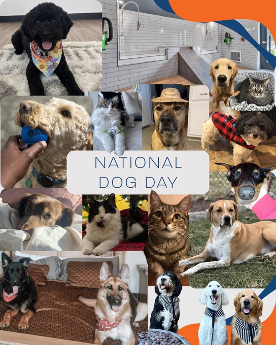 collage of employes dogs and cats