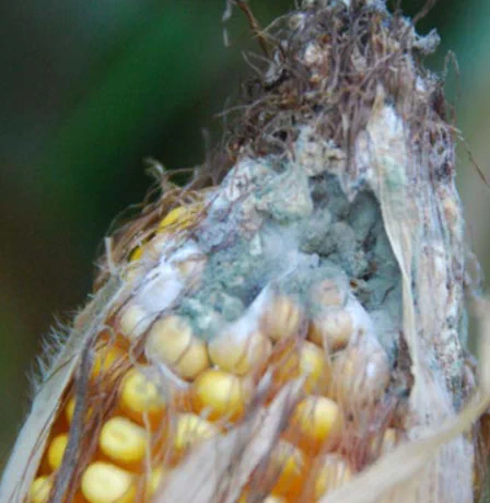 Corn with signs of Penicillium ear rot at the top of the ear, which include green mold. 

Tom Allen, Mississippi State University