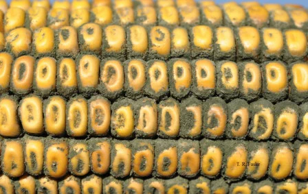 Spores of the Trichoderma fungus growing in between the kernels on a corn ear.

Travis Faske, University of Arkansas