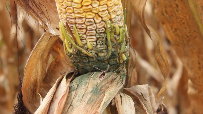 Green mold at the base of a corn ear with kernels sprouting. 