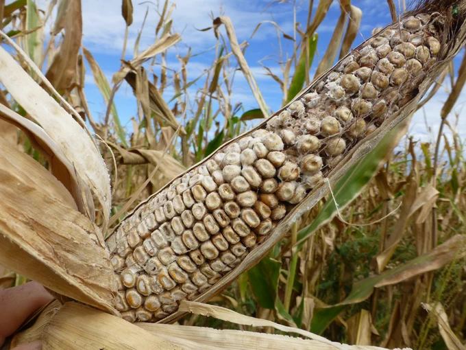 Whitish corn kernels on an ear caused by fungi. 