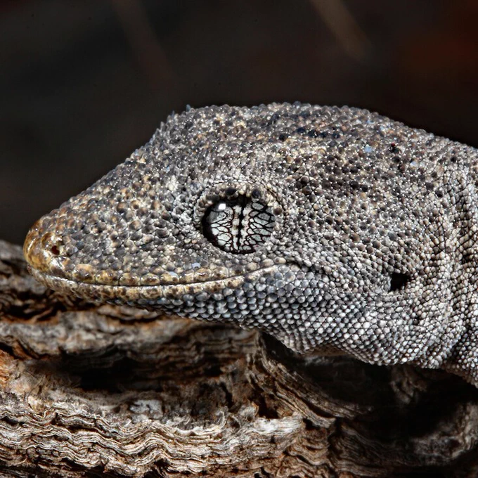 Close-up image of a gecko, resting on a textured bark, showing detailed scales and a focused eye.