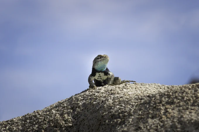A black-and-white lizard with a blue patch under its chin poses on a rock.