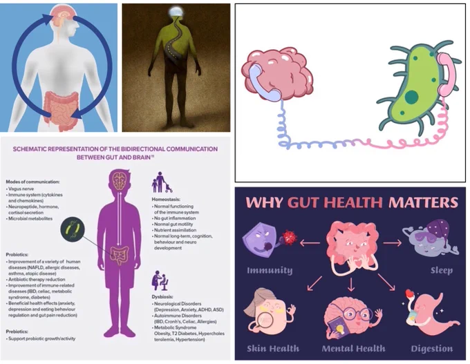 A collage of 5 hand-drawn and computer-generated illustrations depicting the relation between the human gut and brain. Collage by the authors. Credits of individual images, from top left to bottom right (licenses purchased by the authors): 
(i)     Chombosan on iStock by Getty Images, 2023
(ii)	Dave Cutler, 2015
(iii)	Steven. Adobe Stock, 2020
(iv)	Biocodex Microbiota Institute, 2017
(v)	Anna Bergbauer on www.dreamstime.com, last accessed, 2025.
