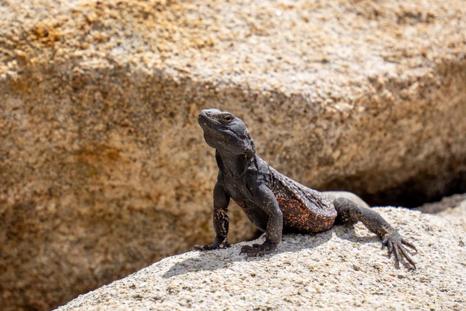 A large brown lizard stands on a rock.