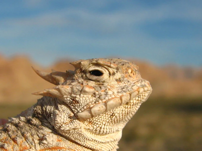 A beige lizard with horns on its head
