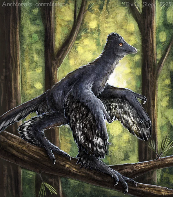 Digital painterly illustration of an Anchiornis balancing on a slanted branch readying to jump and glide looking to the right with a bright forest behind. The feather coloration is dark gray on the body with white and black tipped flight feathers. The head crest is dark gray or black based on the second specimen to have its colors determined and not the first that had rufous coloring. 