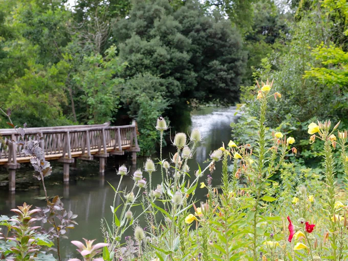 Small river with a wooden bridge and summer flowers in the foreground.