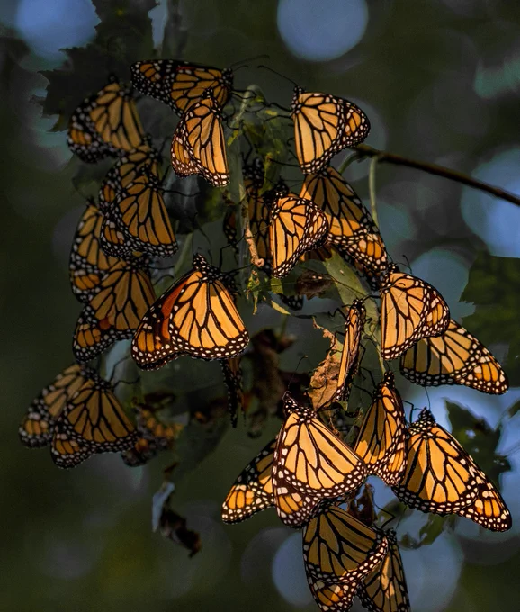 More than 20 monarch butterflies roosting in a cluster in a tree