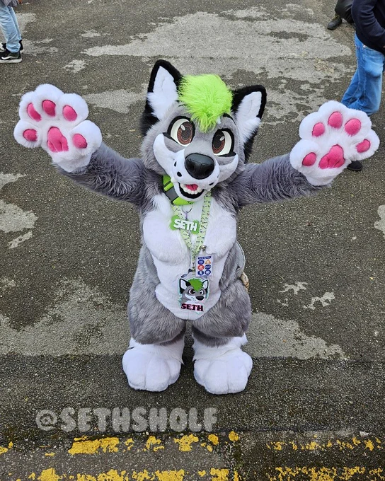Photo of a grey and white wolf dog fursuit, with black ears and a green hair tuft, wearing a big plush green collar and sushi lanyard with name badges on, all of which say "Seth". They are looking up at the camera with their arms outstretched.

The text in the bottom left says "@SethSholf".