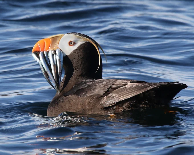 Tufted puffin floating on water with several small fish held in its bright orange beak.