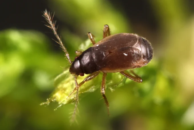 Ceratocombus brevipennis