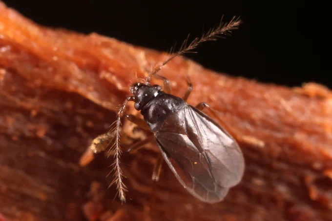 Ceratocombus corticalis