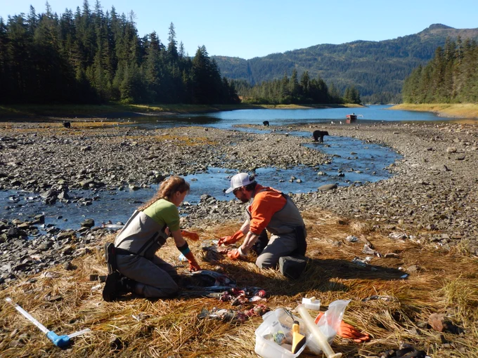 Researchers collect samples from salmon carcasses alongside a creek  with bears in the background.