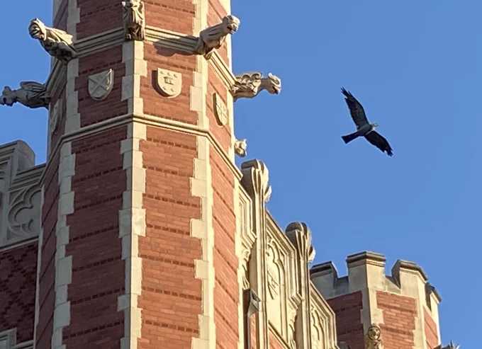 Photo of Bizzell Memorial Library (south tower with its gargoyles, under a clear blue sky). A bird is in flight nearby.
