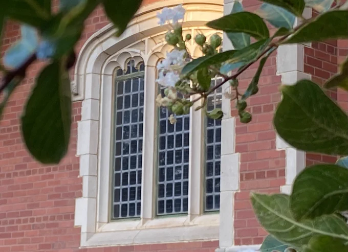 Photo of set of windows on east side of Bizzell Memorial Library, framed by branches of a tree with white flowers.